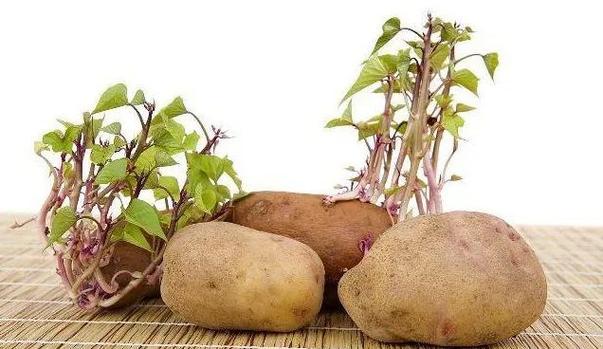 发芽土豆含龙葵碱会引发食物中毒，千万不要食用！