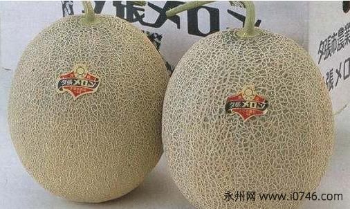 夕张王甜瓜价格 售价最高达15万/世界最贵水果之一(贵的原因)