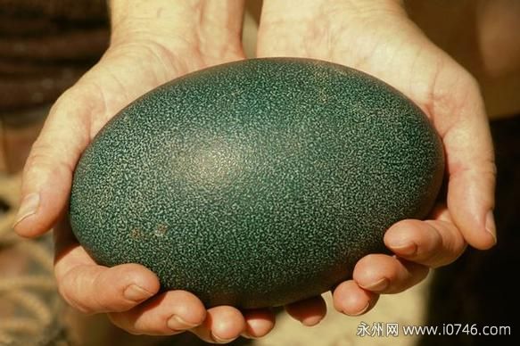 世界上最奇特的蛋 鸸鹋蛋/奇异鸟蛋/非洲水雉蛋（有视频）