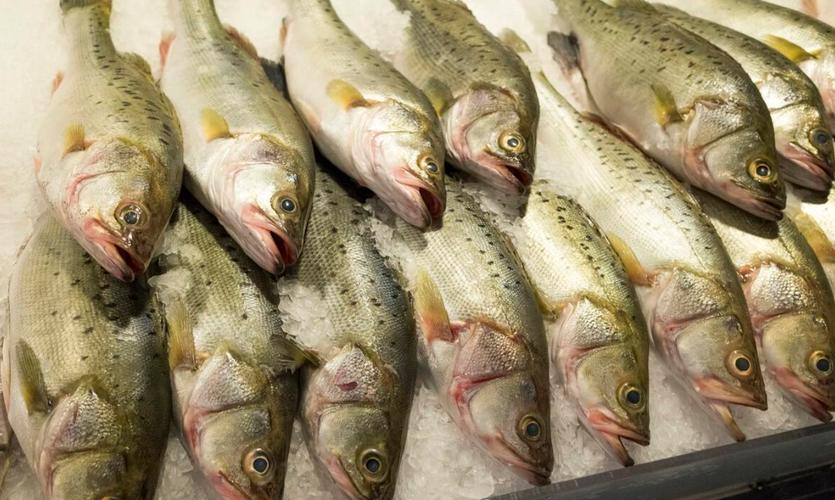 2023年鲈鱼市场价揭晓：一斤15元