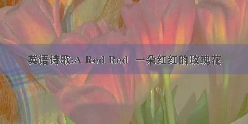 英语诗歌:A Red Red  一朵红红的玫瑰花