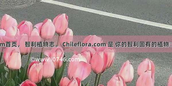 Chileflora.com首页， 智利植物志。 Chileflora.com 是 你的智利固有的植物種子的网上商店。