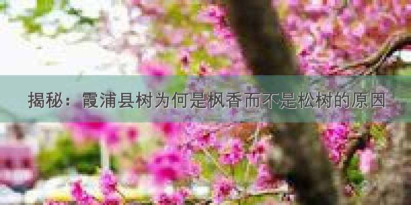 揭秘：霞浦县树为何是枫香而不是松树的原因